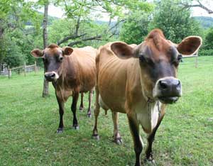 How to Start and Manage a Micro Dairy, Part 6: Permitting and Regulations Image